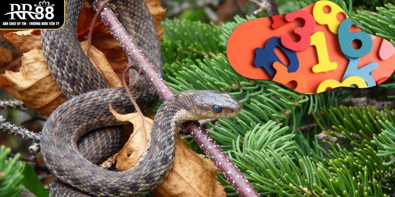 Mơ Thấy Rắn Là Điềm Gì? Dự Báo Xuất Hiện Trong Tương Lai cac-con-so-lien-ket-voi-giac-mo-thay-ran