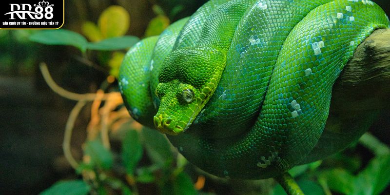 Mơ Thấy Rắn Là Điềm Gì? Dự Báo Xuất Hiện Trong Tương Lai y-nghia-dan-gian-ve-giac-mo-thay-ran-la-diem-gi